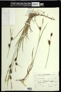 Carex houghtoniana image