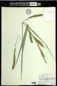 Carex hyalinolepis image