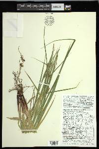 Carex houghtoniana image