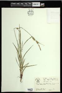 Carex houghtoniana image