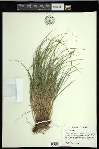 Carex hyalina image