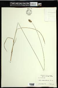 Carex hoodii image