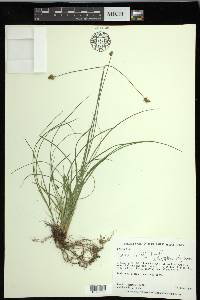 Carex hoodii image