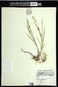 Carex houghtoniana image