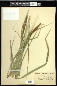 Carex hyalinolepis image