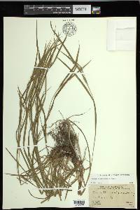 Carex hitchcockiana image