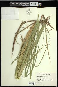 Carex hyalinolepis image