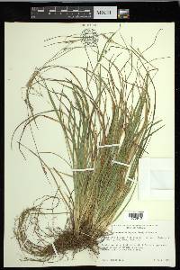 Carex impressinervia image