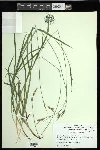 Carex hirtifolia image