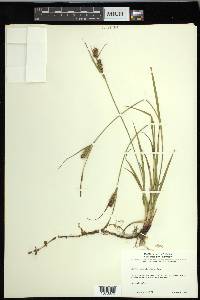 Carex houghtoniana image