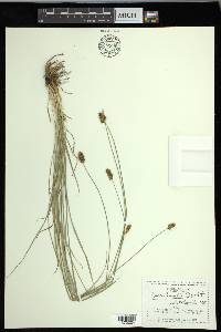 Carex hoodii image