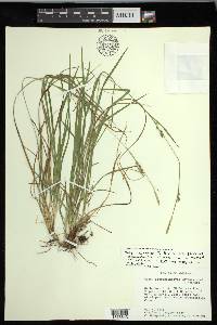 Carex impressinervia image