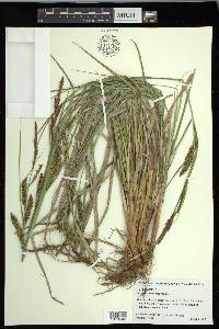 Carex hyalinolepis image