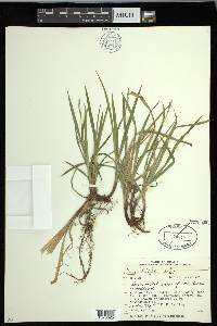 Carex hirtifolia image