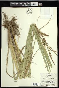 Carex hyalinolepis image