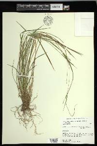 Carex impressinervia image