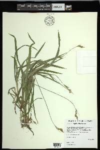 Carex hirtifolia image