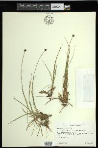 Carex illota image