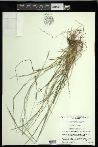 Carex impressinervia image