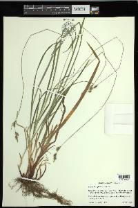 Carex hirtifolia image