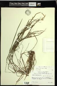 Carex hitchcockiana image