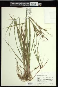 Carex houghtoniana image