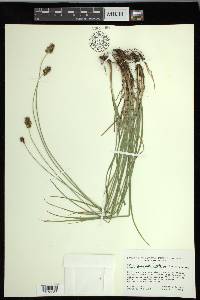 Carex hoodii image