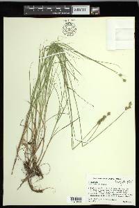 Carex hyalina image