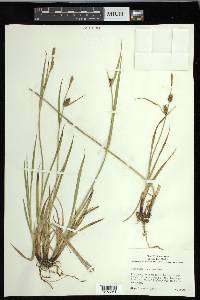 Carex houghtoniana image