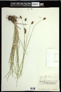 Carex hoodii image