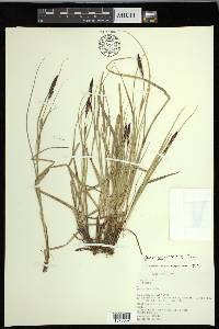 Carex houghtoniana image