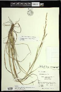 Carex impressinervia image