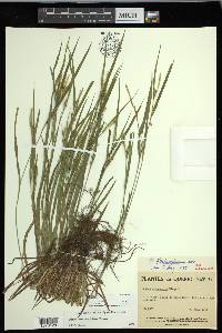 Carex hitchcockiana image