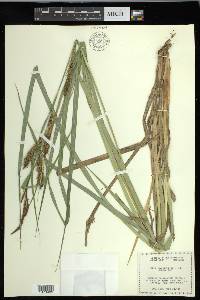 Carex hyalinolepis image