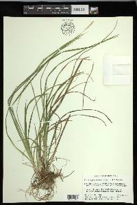 Carex impressinervia image