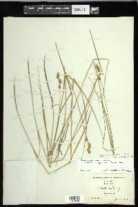 Carex hormathodes image