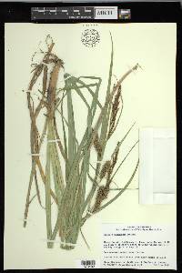 Carex hyalinolepis image