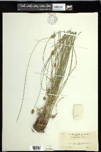 Carex hoodii image