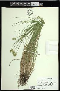 Carex hyalina image