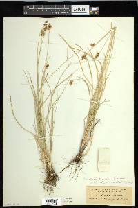 Carex hoodii image