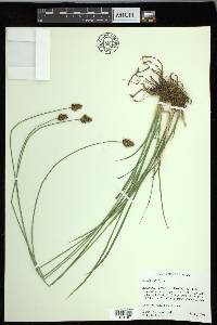 Carex hoodii image