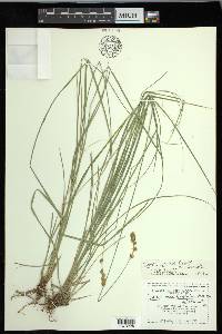 Carex hoodii image