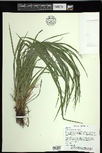 Carex hitchcockiana image