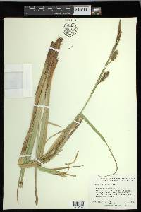 Carex hyalinolepis image