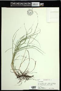 Carex hyalina image