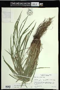 Carex hitchcockiana image