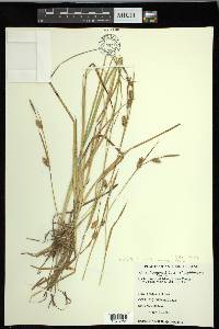 Carex hostiana image