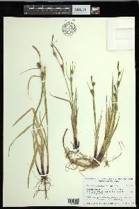 Carex houghtoniana image