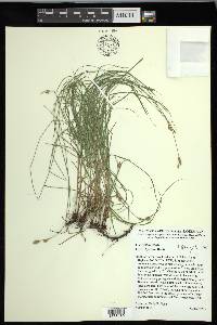 Carex hyalina image