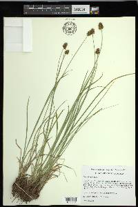 Carex hoodii image